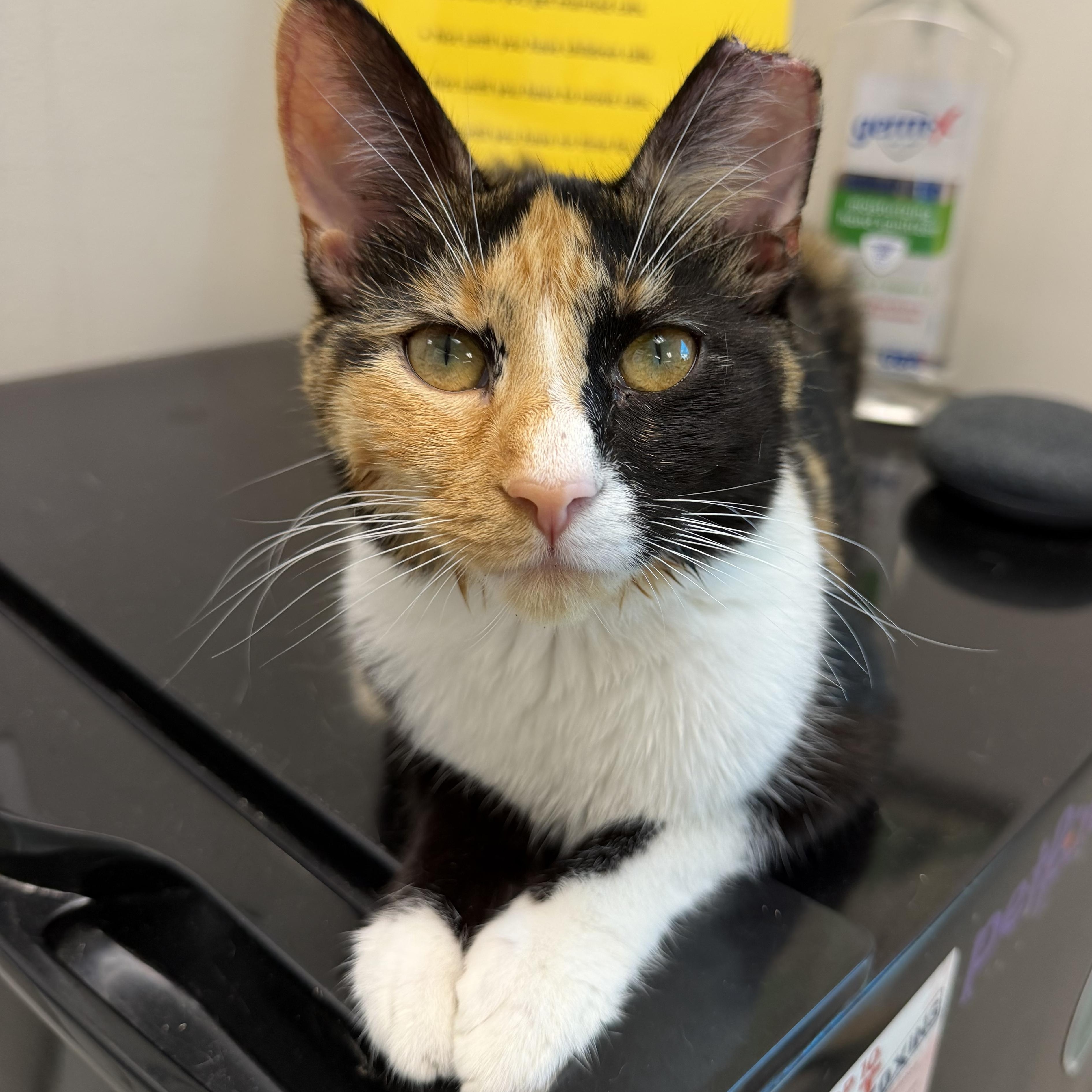 Dallas , ADOPTABLE, Adult Female Domestic Short Hair.