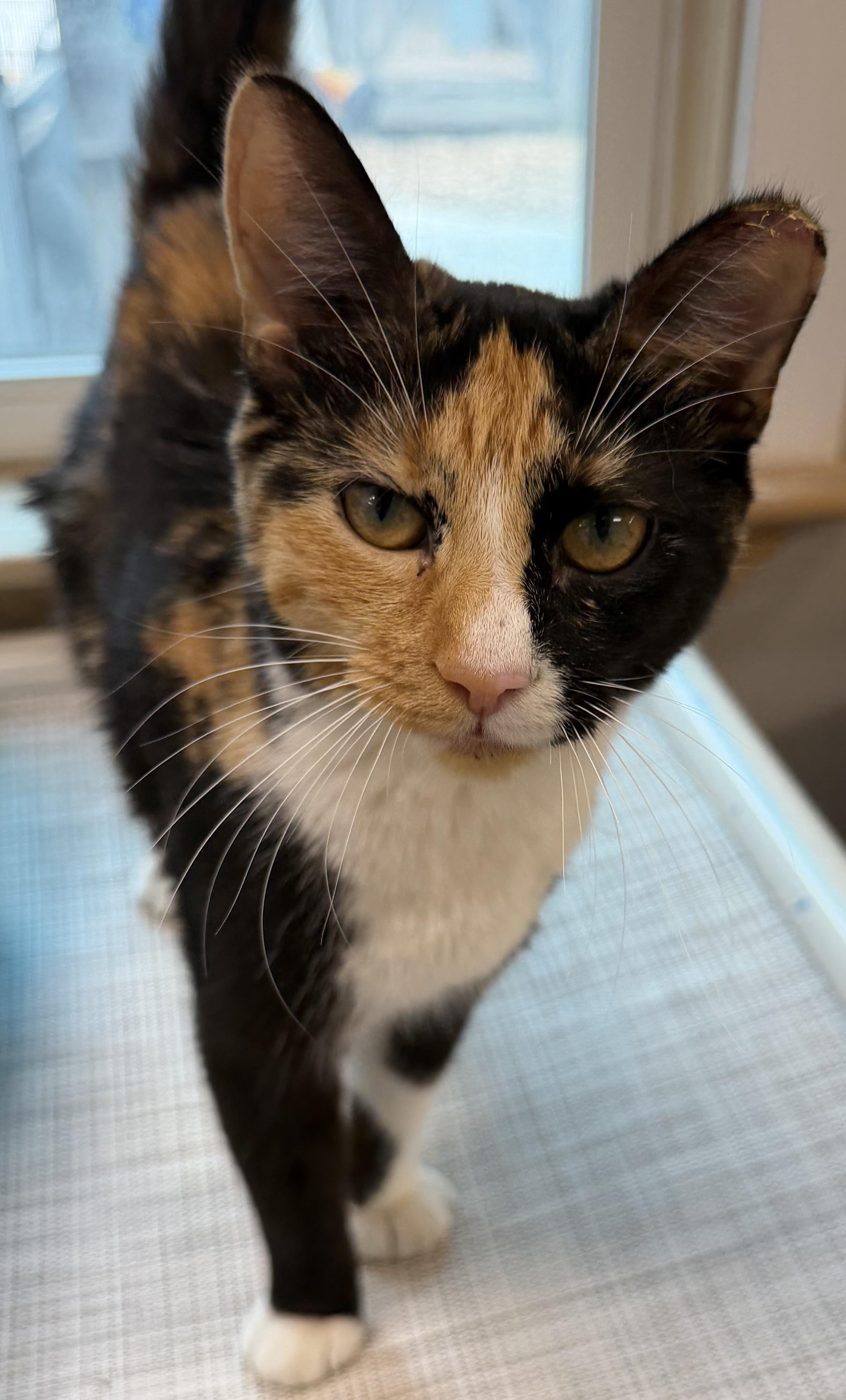 Enlarge Dallas , a ADOPTABLE Domestic Short Hair in Fernandina Beach, FL image 2/6