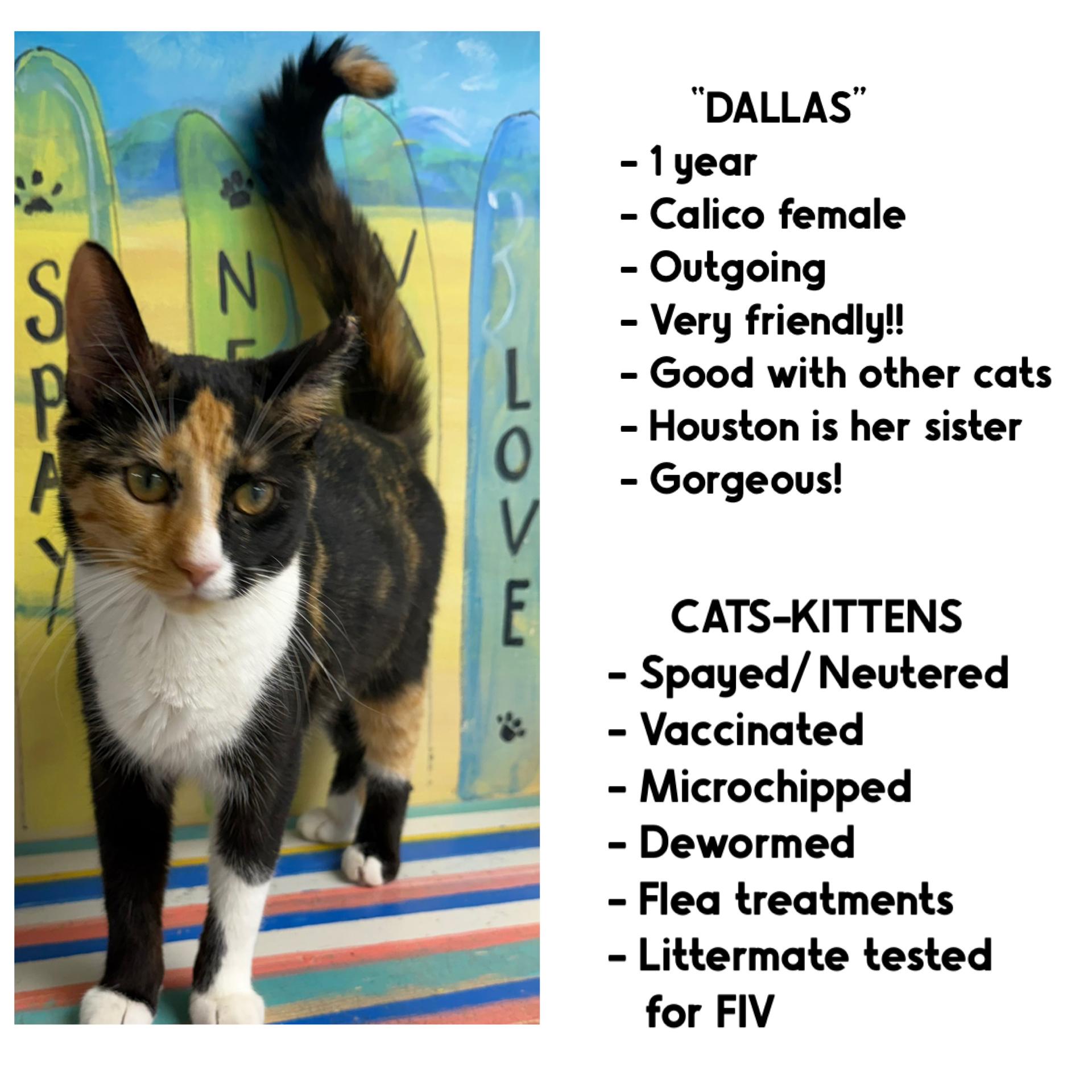 Dallas , a ADOPTABLE Domestic Short Hair in Fernandina Beach, FL image 5/5