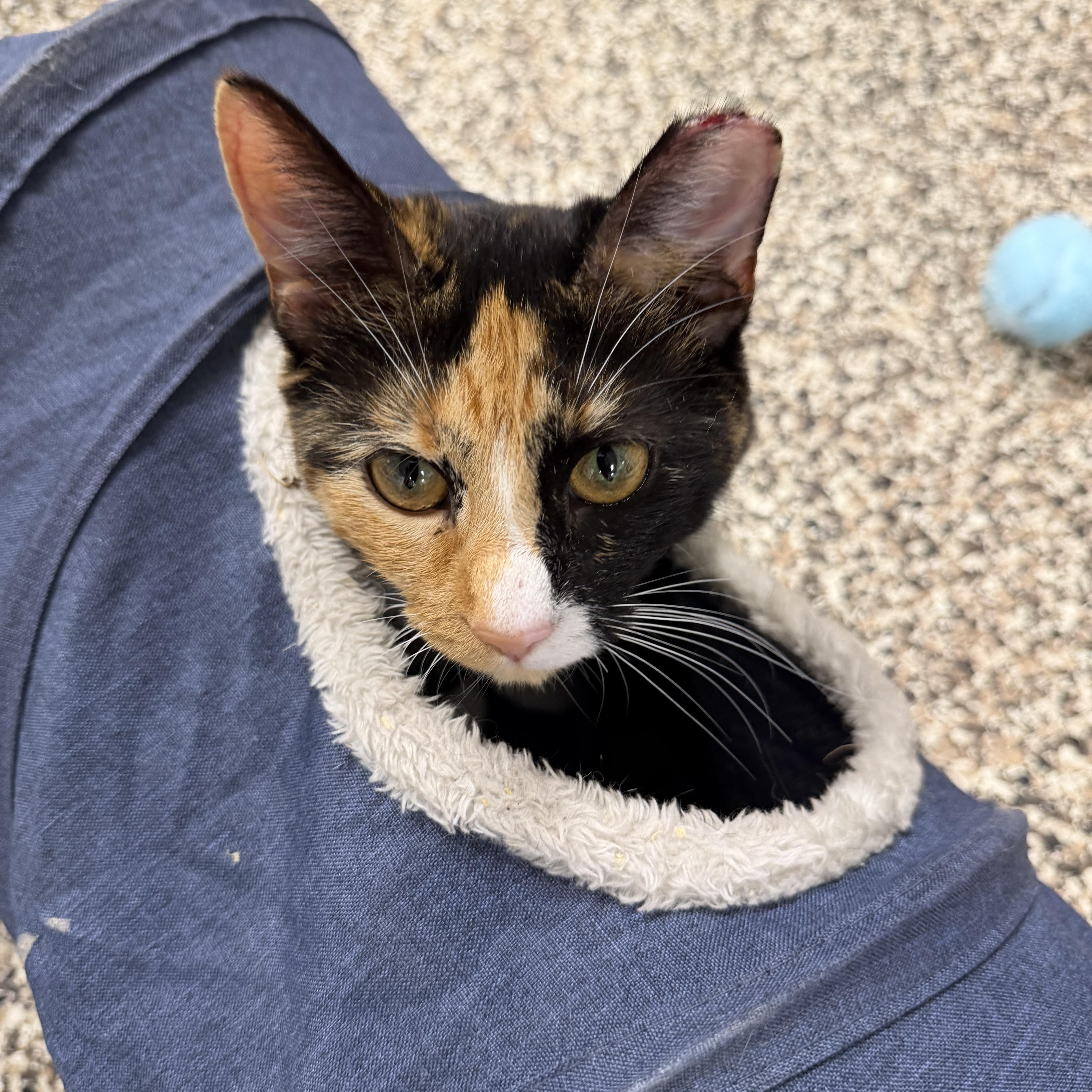 Dallas , a ADOPTABLE Domestic Short Hair in Fernandina Beach, FL image 4/5