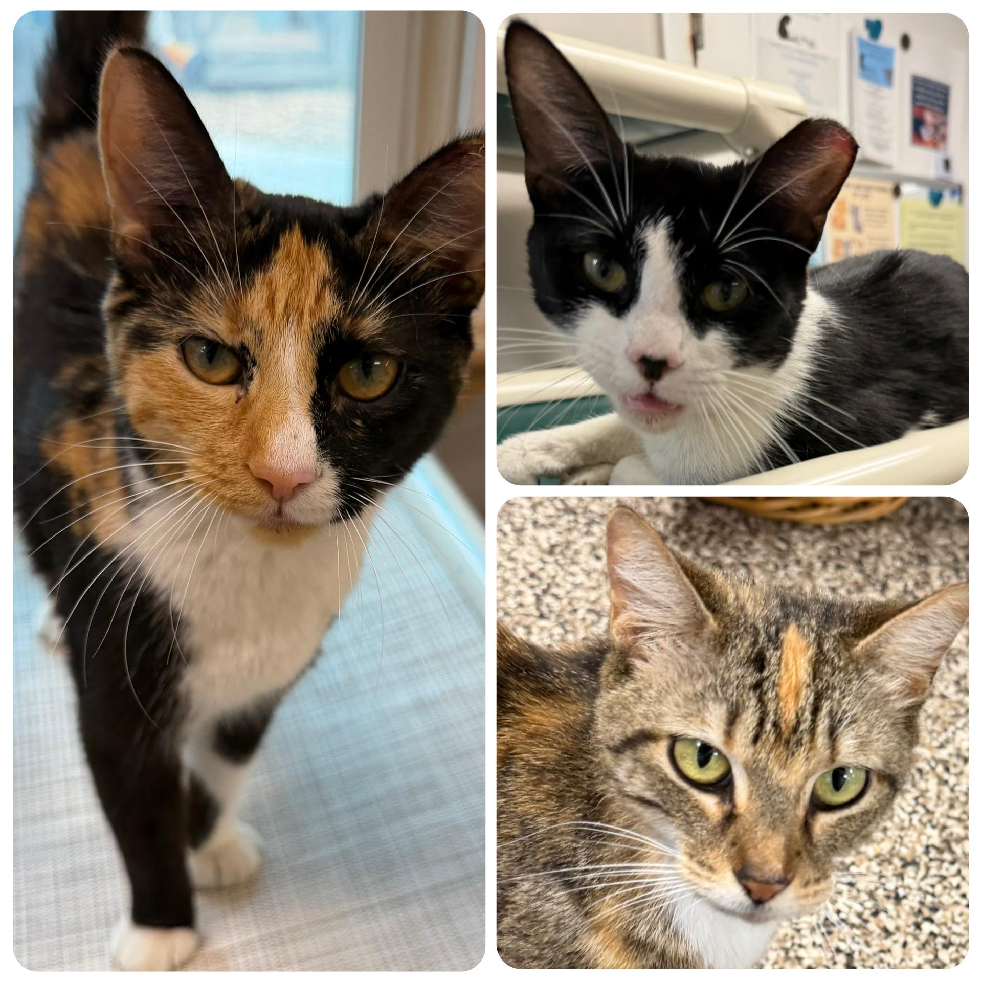 Enlarge Dallas , a ADOPTABLE Domestic Short Hair in Fernandina Beach, FL image 6/6