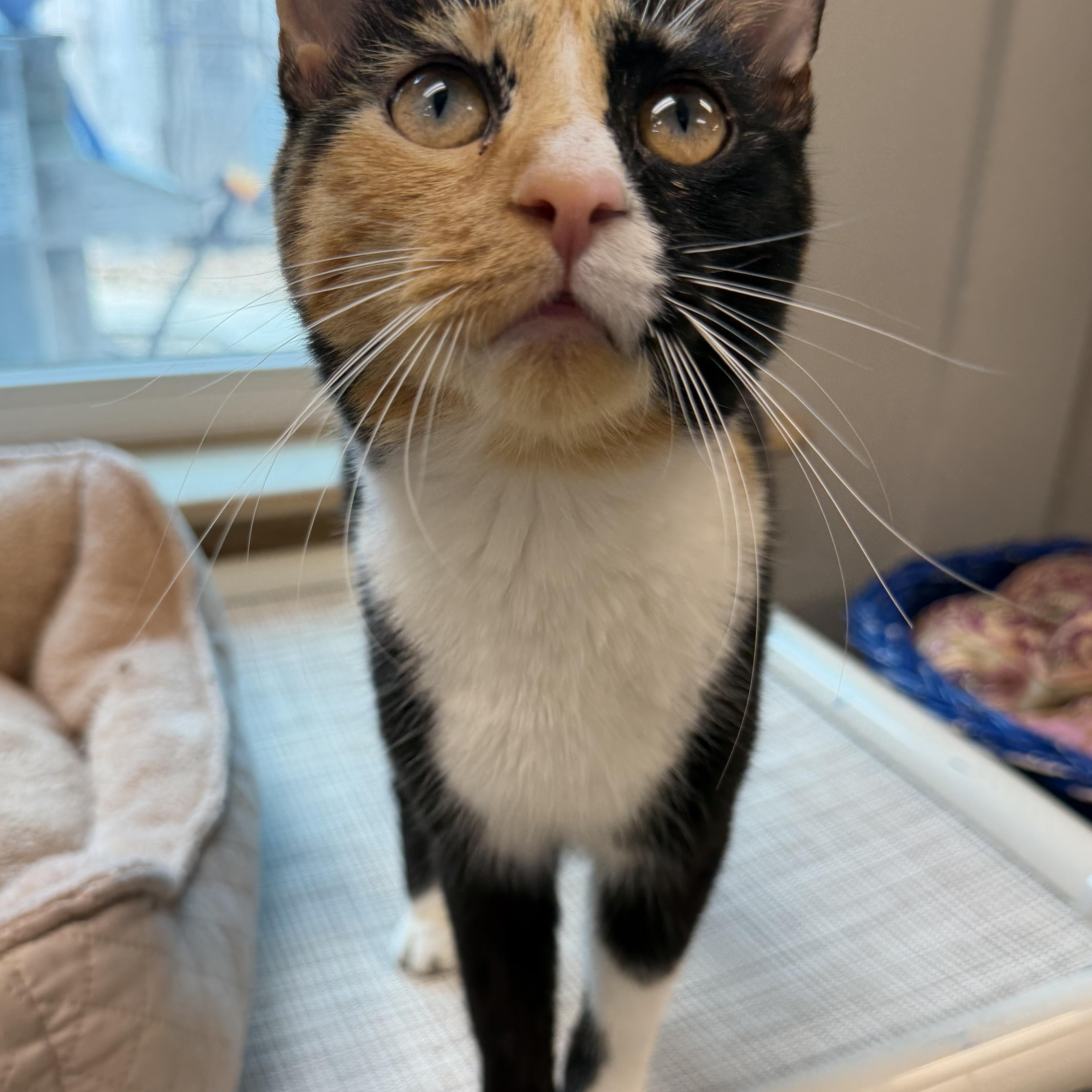 Enlarge Dallas , a ADOPTABLE Domestic Short Hair in Fernandina Beach, FL image 3/6
