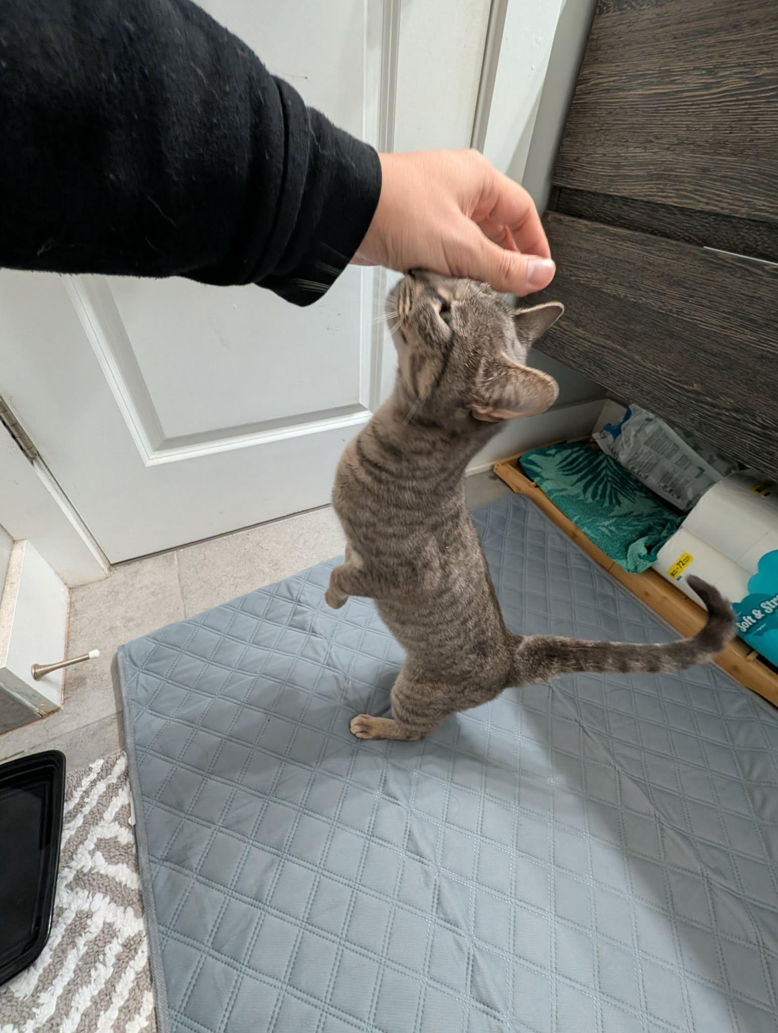 Enlarge Puddles , a ADOPTABLE Domestic Short Hair in Philadelphia, PA image 4/6