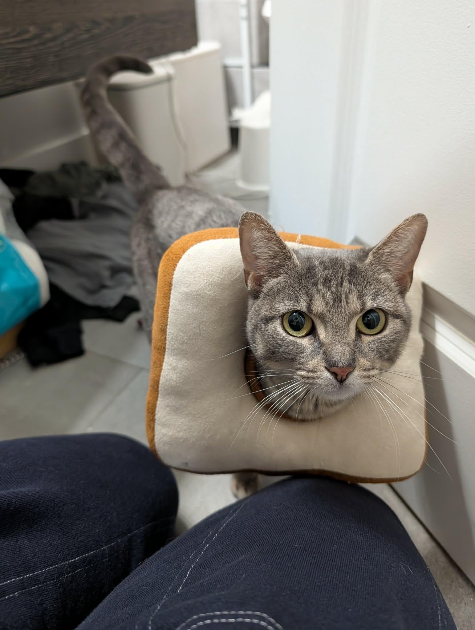 Enlarge Puddles , a ADOPTABLE Domestic Short Hair in Philadelphia, PA image 3/6