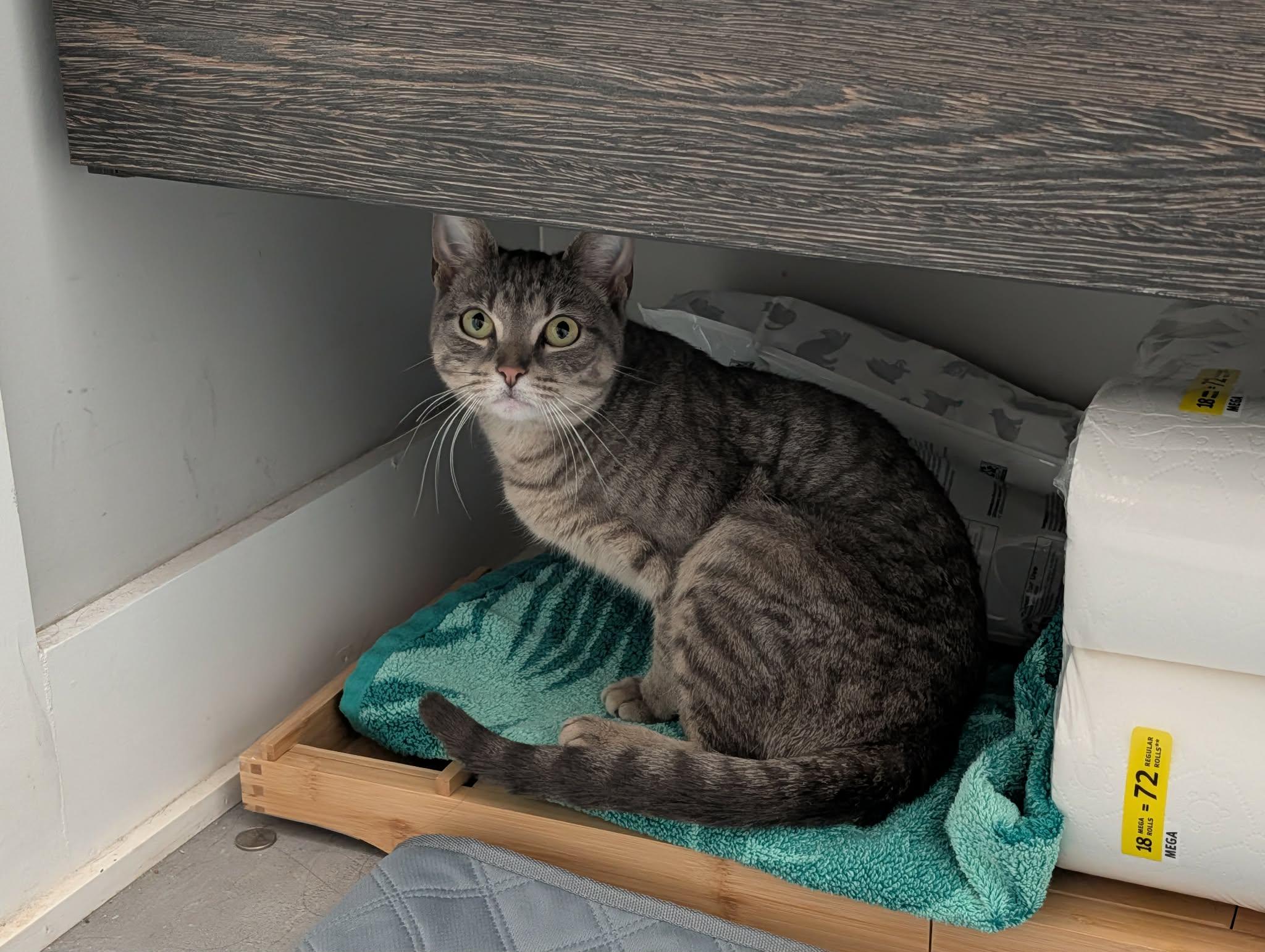 Enlarge Puddles , a ADOPTABLE Domestic Short Hair in Philadelphia, PA image 6/6