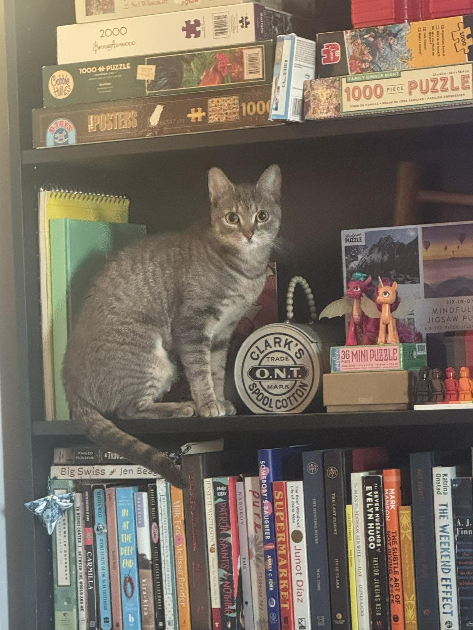 Enlarge Puddles , a ADOPTABLE Domestic Short Hair in Philadelphia, PA image 5/6