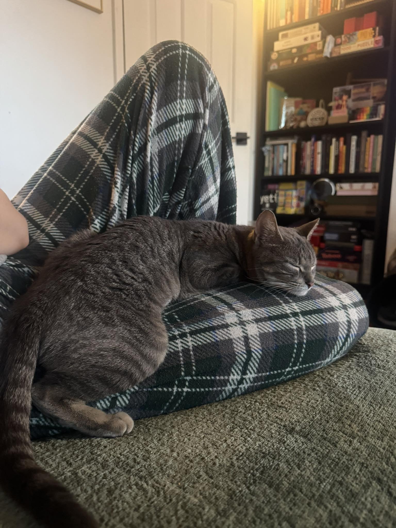 Enlarge Puddles , a ADOPTABLE Domestic Short Hair in Philadelphia, PA image 1/6