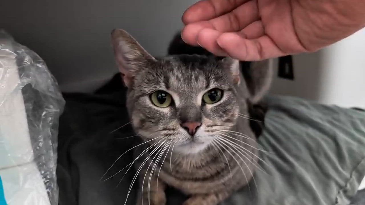 Enlarge Puddles , a ADOPTABLE Domestic Short Hair in Philadelphia, PA video 2/6