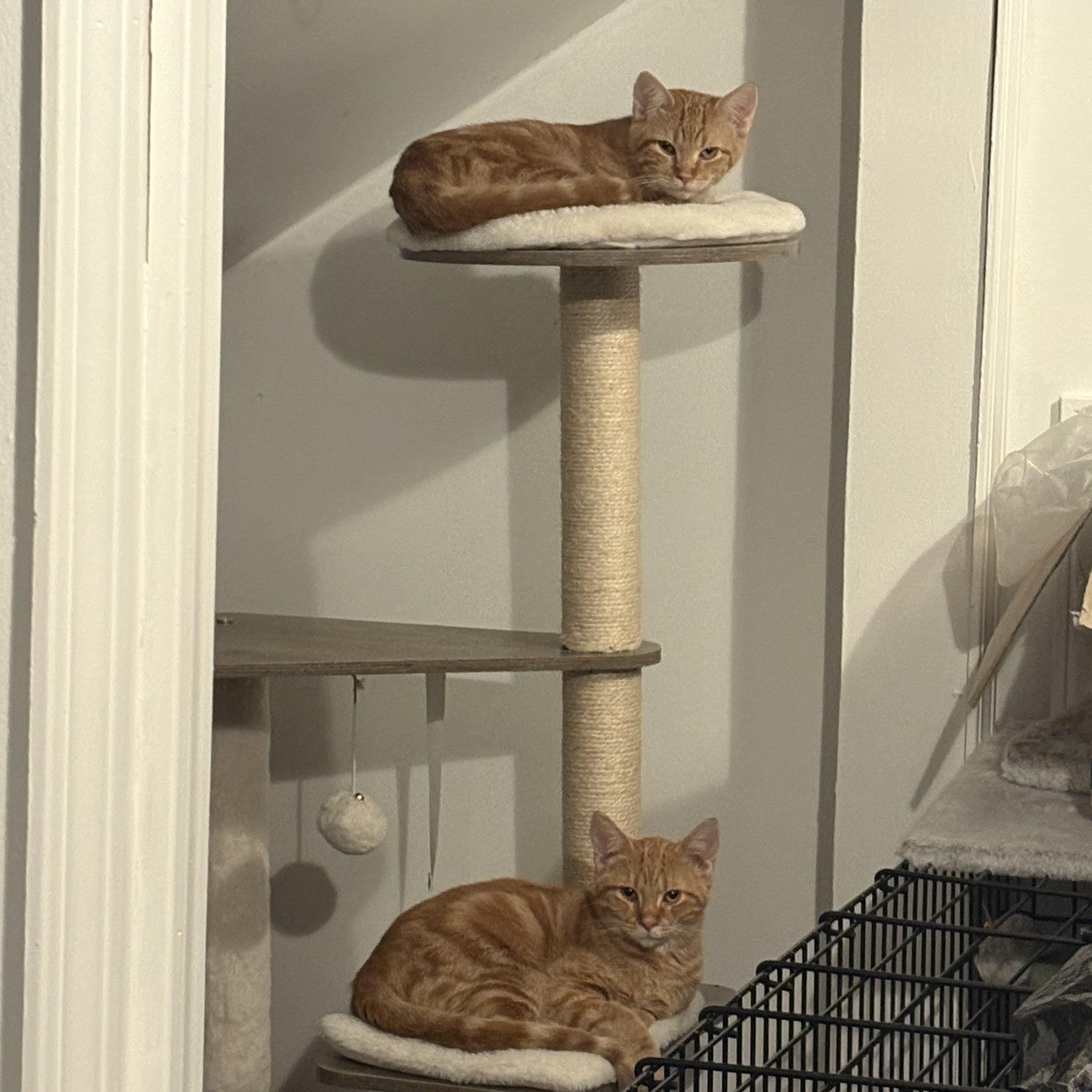 Enlarge Gino, an adopted Domestic Short Hair in Warrenville, IL image 2/5