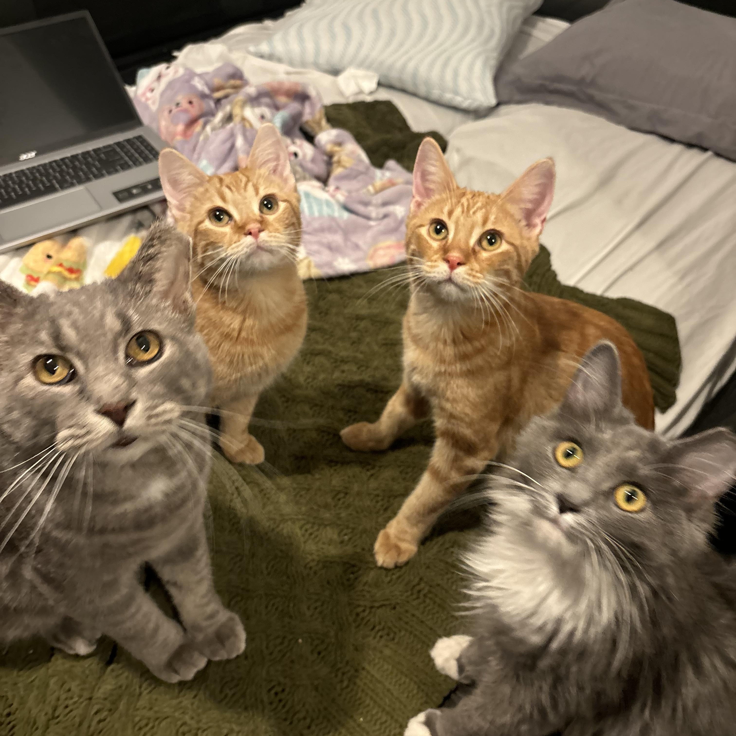 Enlarge Gino, an adopted Domestic Short Hair in Warrenville, IL image 4/5