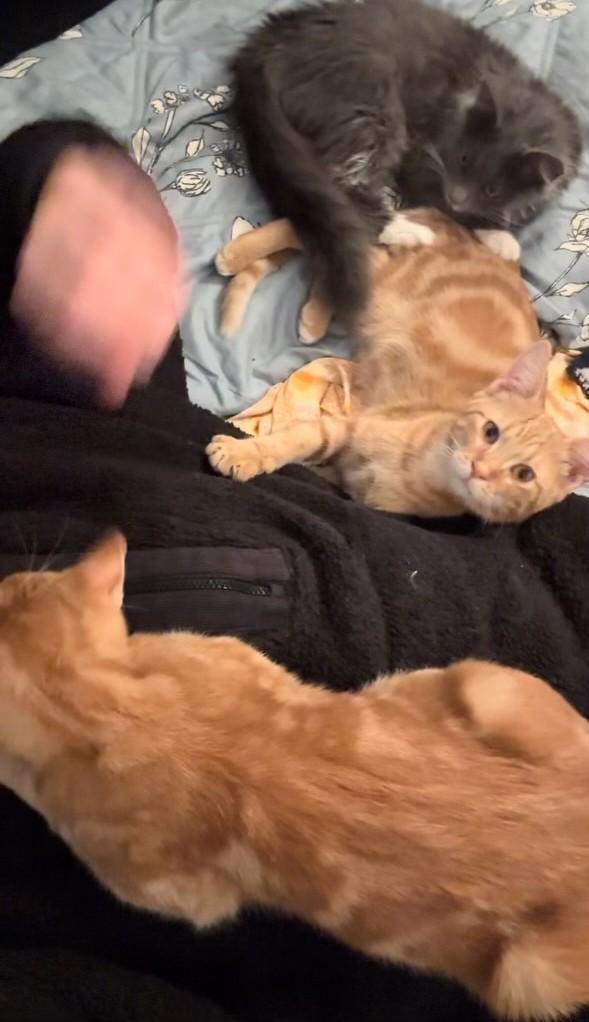 Enlarge Gino, an adopted Domestic Short Hair in Warrenville, IL image 3/5