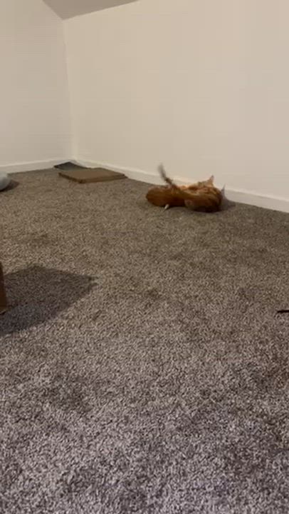 Enlarge Gino, an adopted Domestic Short Hair in Warrenville, IL video 5/5