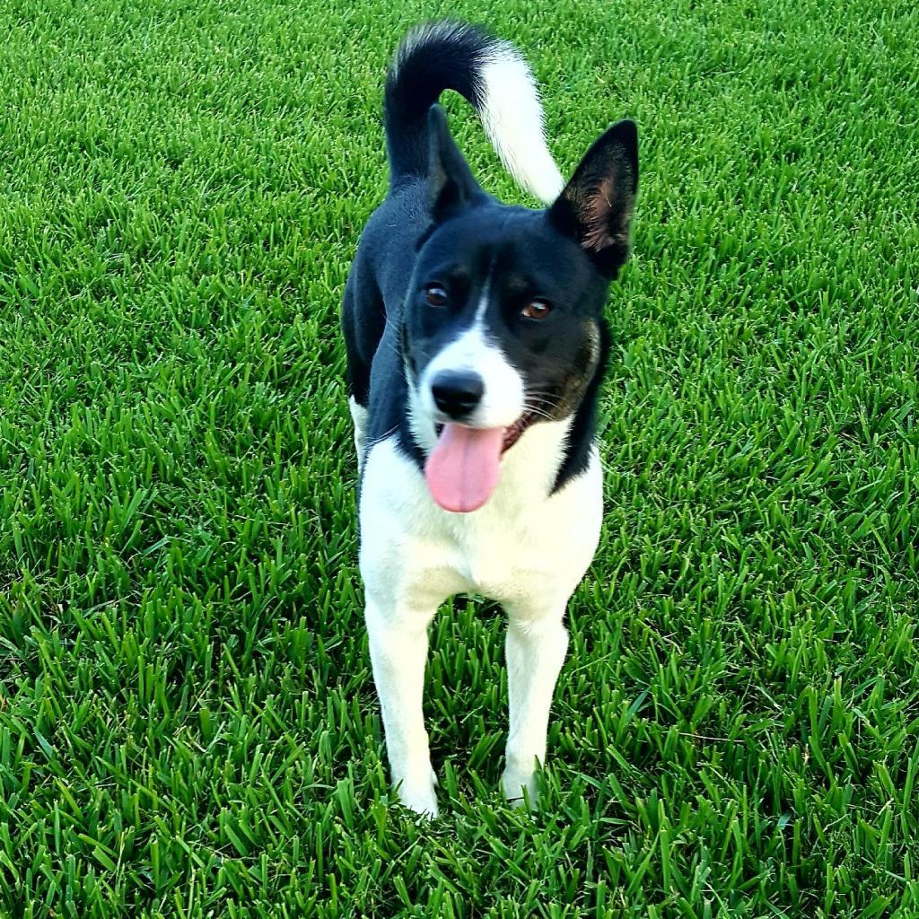 Shine, Adoptable, Adult Female Husky.