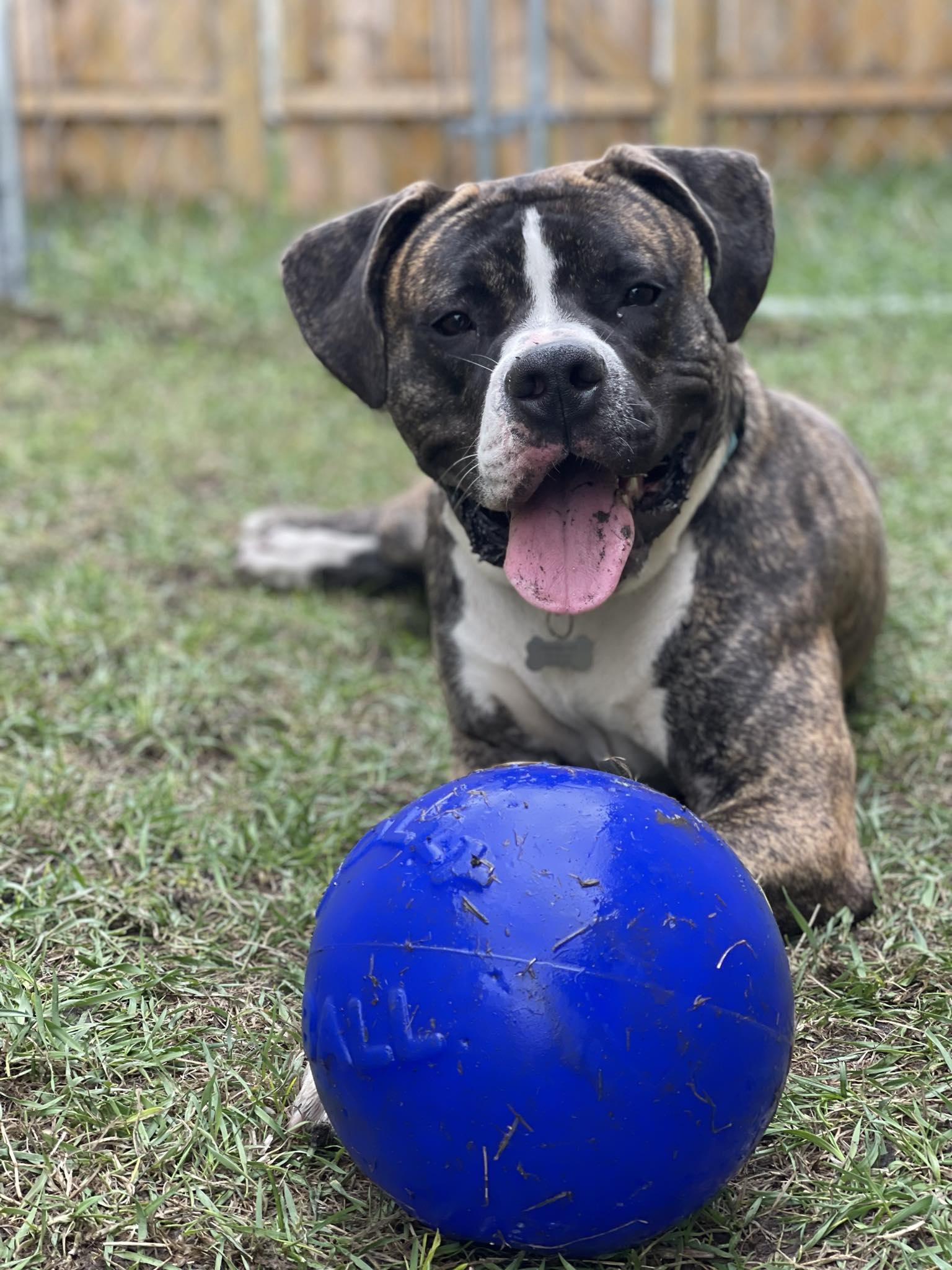 Boulder, a Adoptable mixed breed in Grand Forks, ND image 1/3