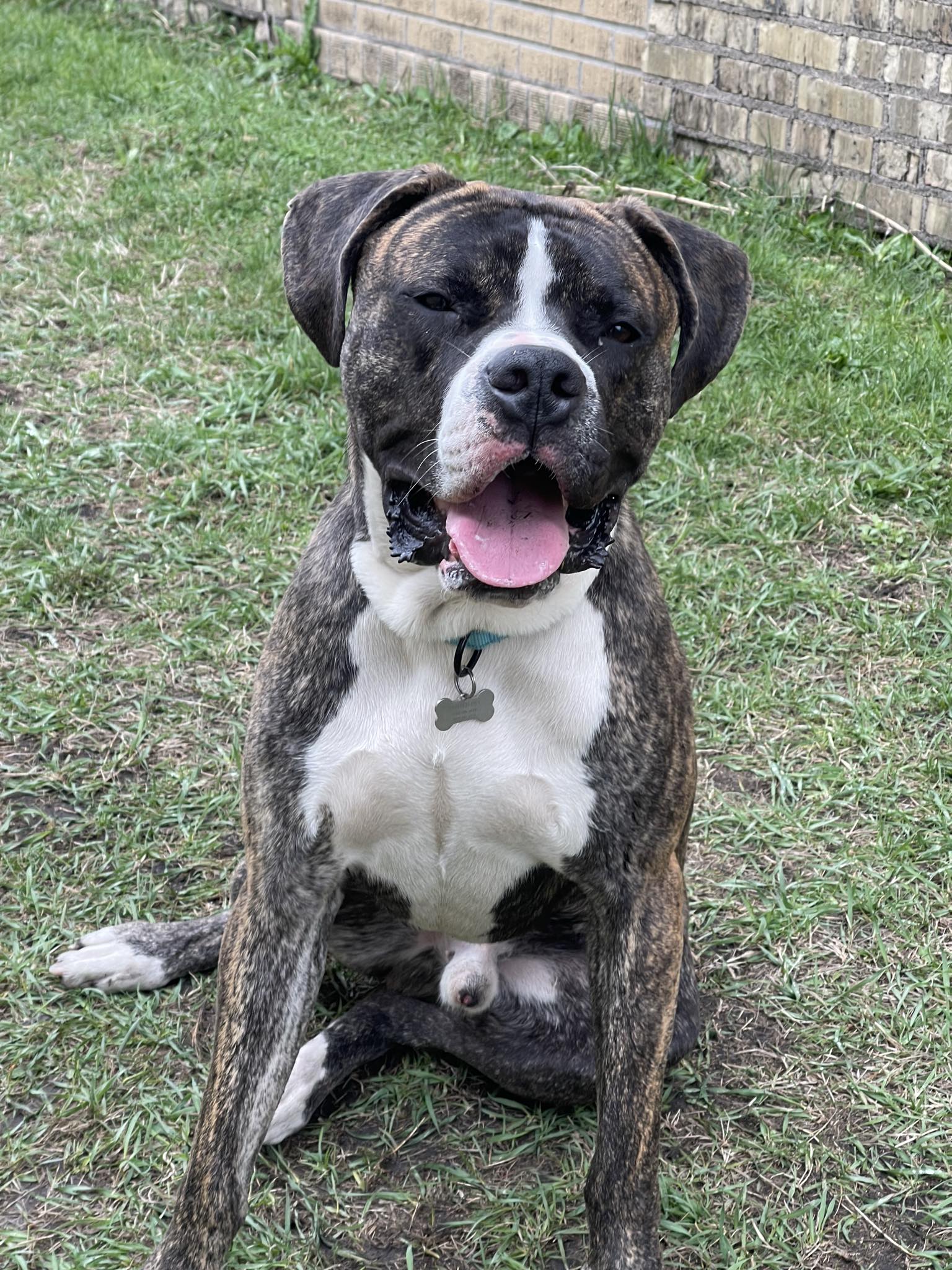 Boulder, a Adoptable mixed breed in Grand Forks, ND image 2/3