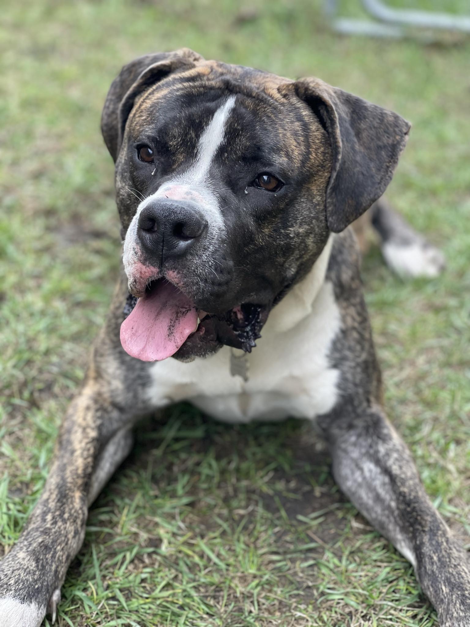 Boulder, a Adoptable mixed breed in Grand Forks, ND image 3/3