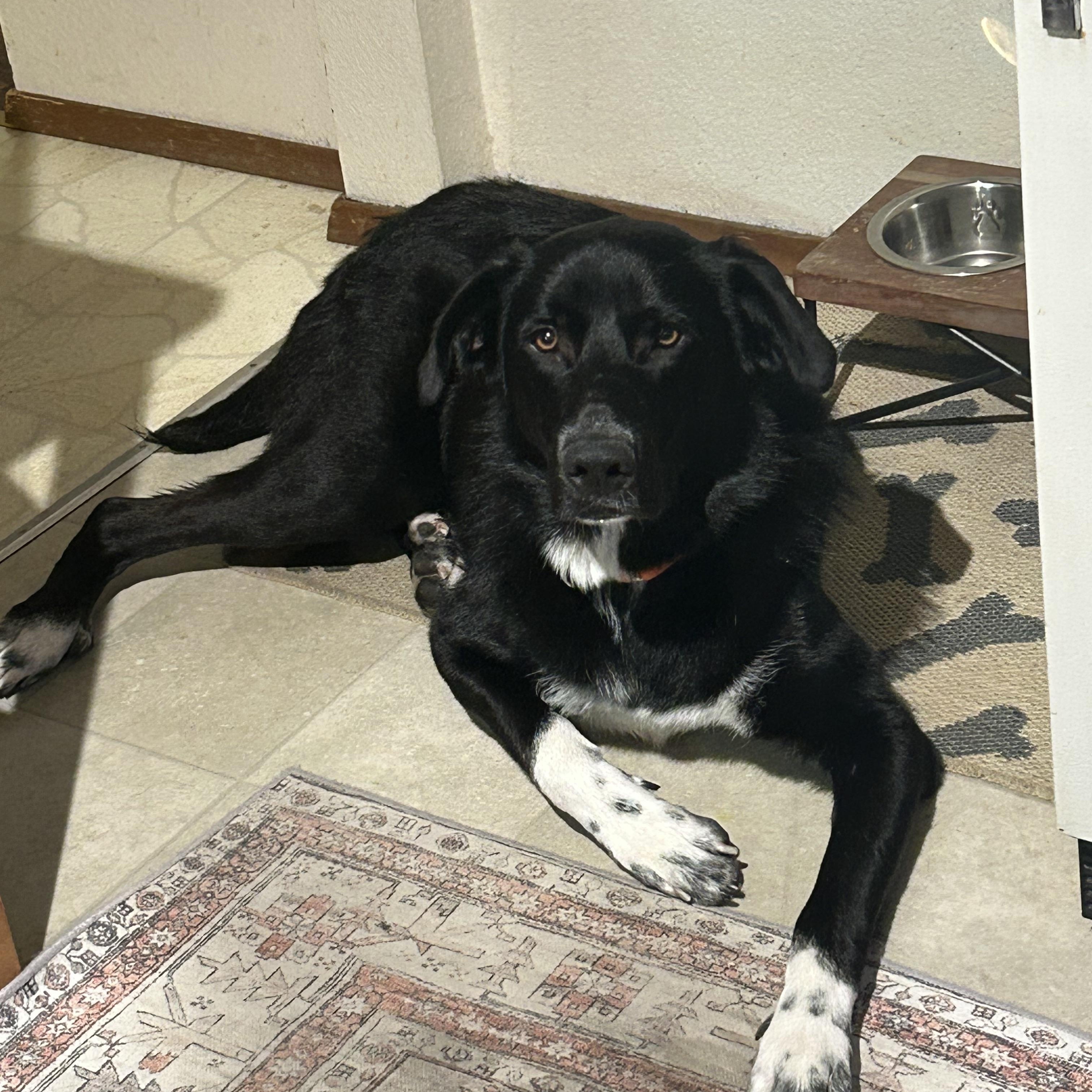 Enlarge Leonardo, a Adoptable mixed breed in Auburn, WA image 3/6