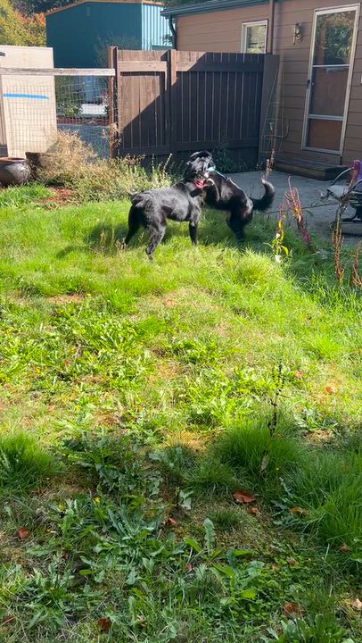 Enlarge Leonardo, a Adoptable mixed breed in Auburn, WA video 6/6