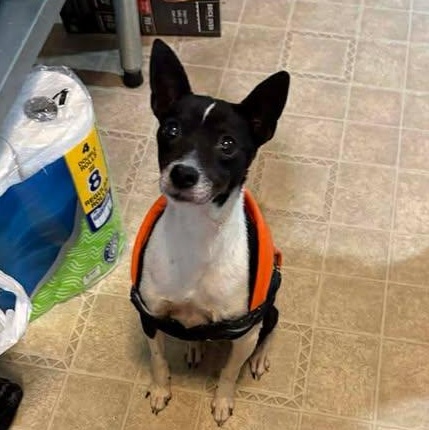 Babette, adopted, Senior Female Rat Terrier.