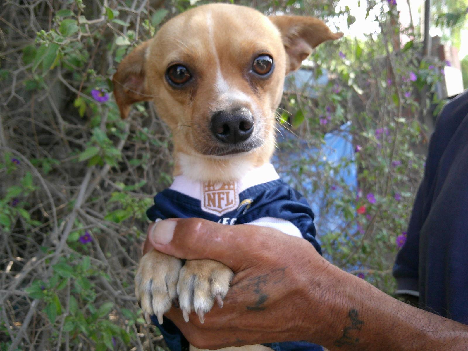 Charles,,,, Adoptable, Adult Male Chihuahua.
