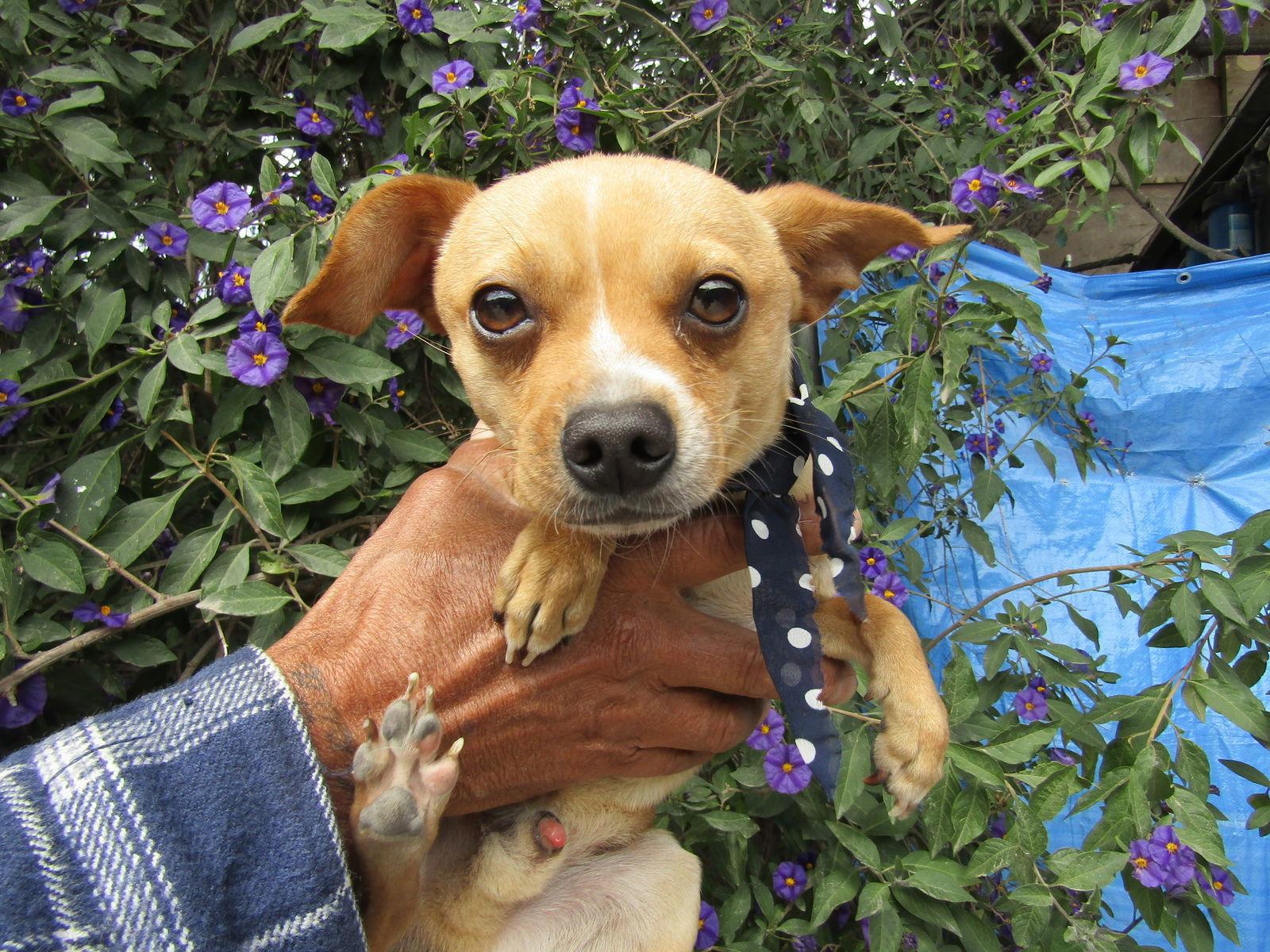 Enlarge Charles,,,, a Adoptable Chihuahua in San Diego, CA image 2/2