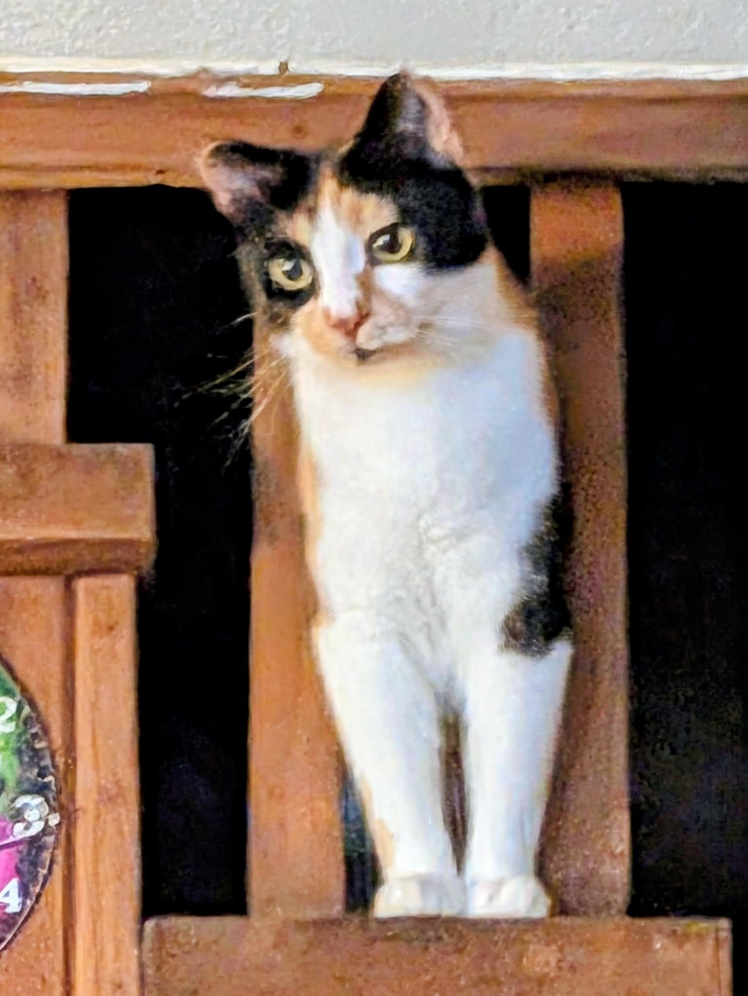 Blossom/Sue, Adopted, Adult Female Calico.