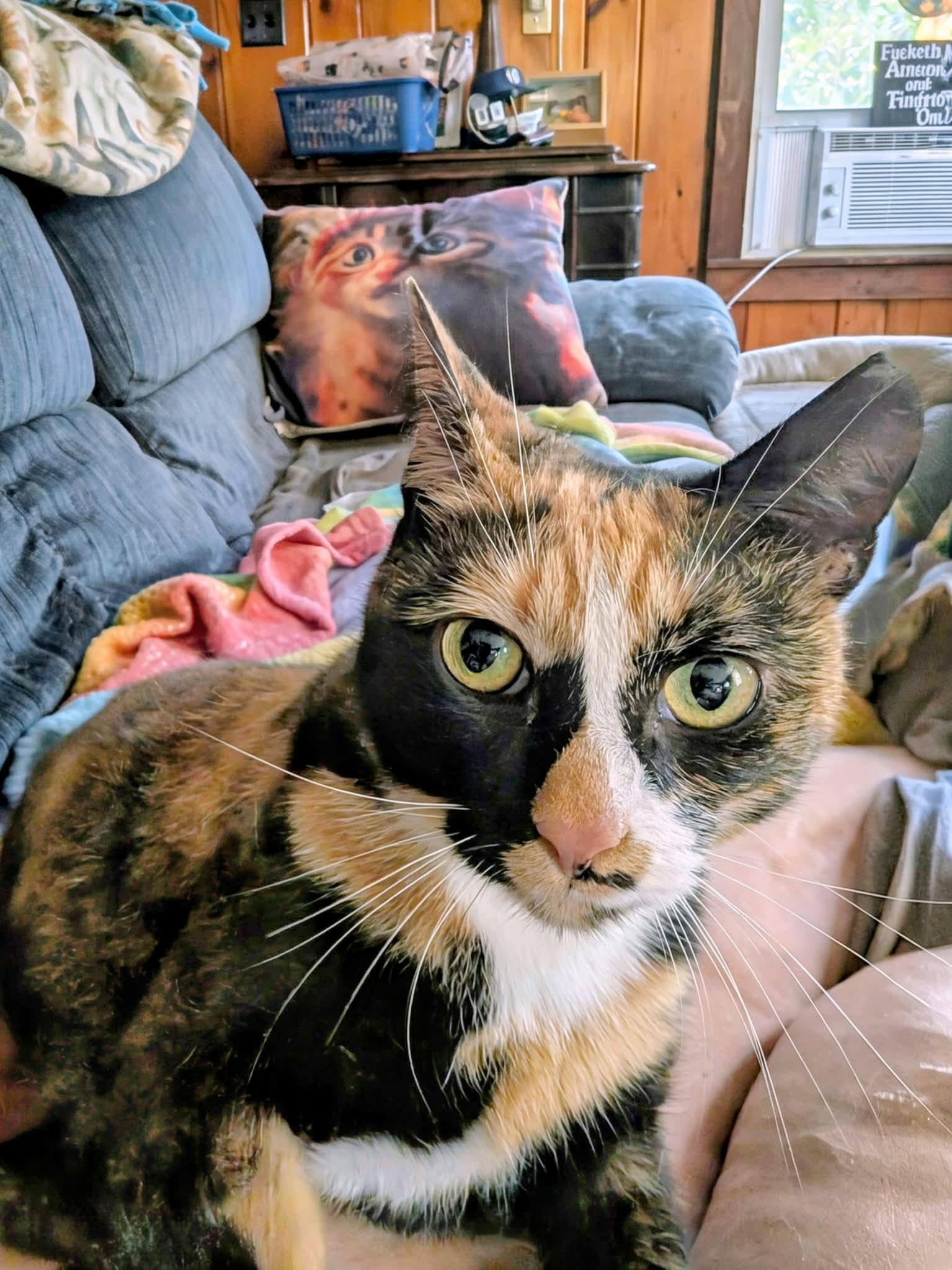 Enlarge Blossom/Sue, a Adopted Calico in Fishkill, NY image 2/3