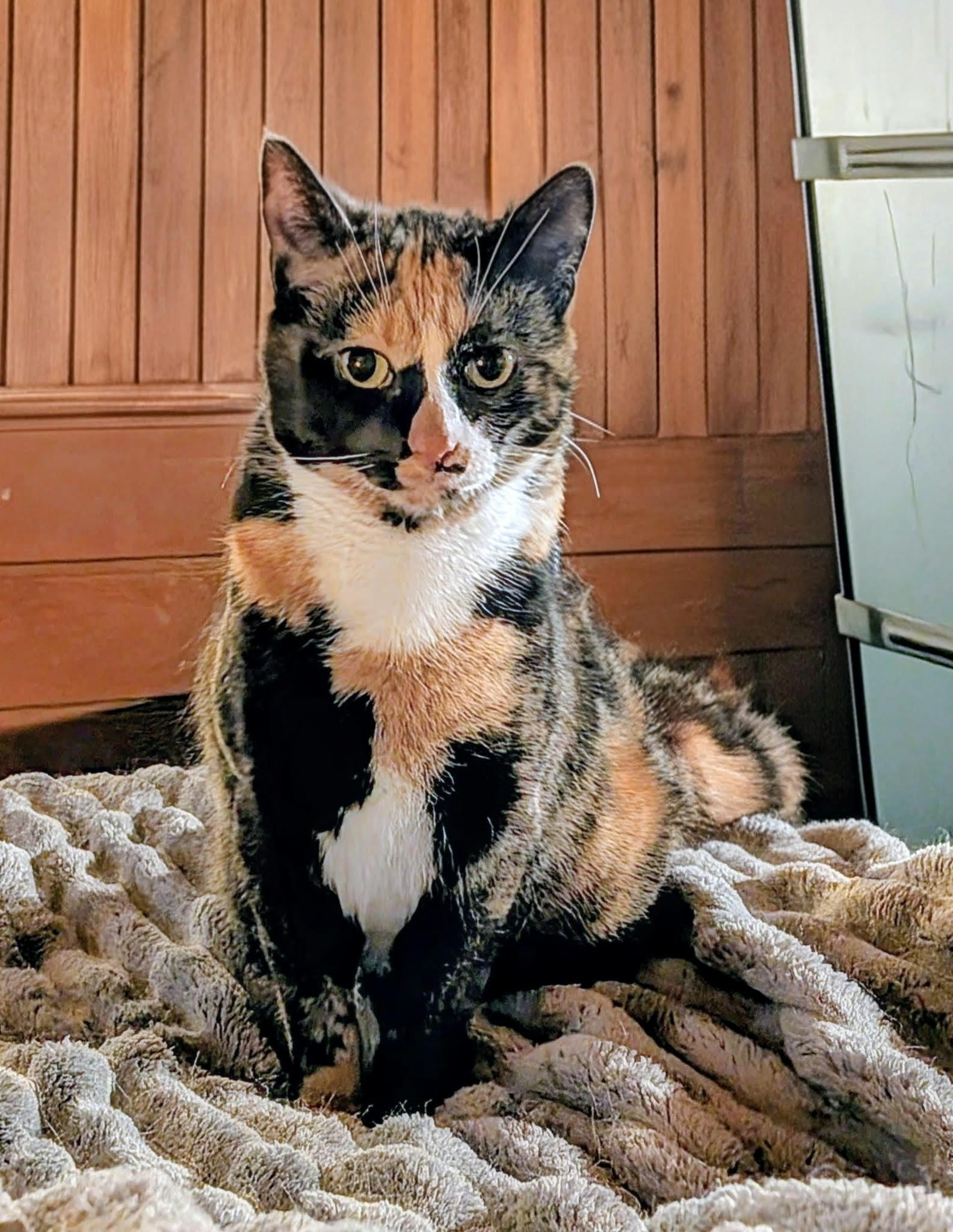 Enlarge Blossom/Sue, a Adopted Calico in Fishkill, NY image 3/3