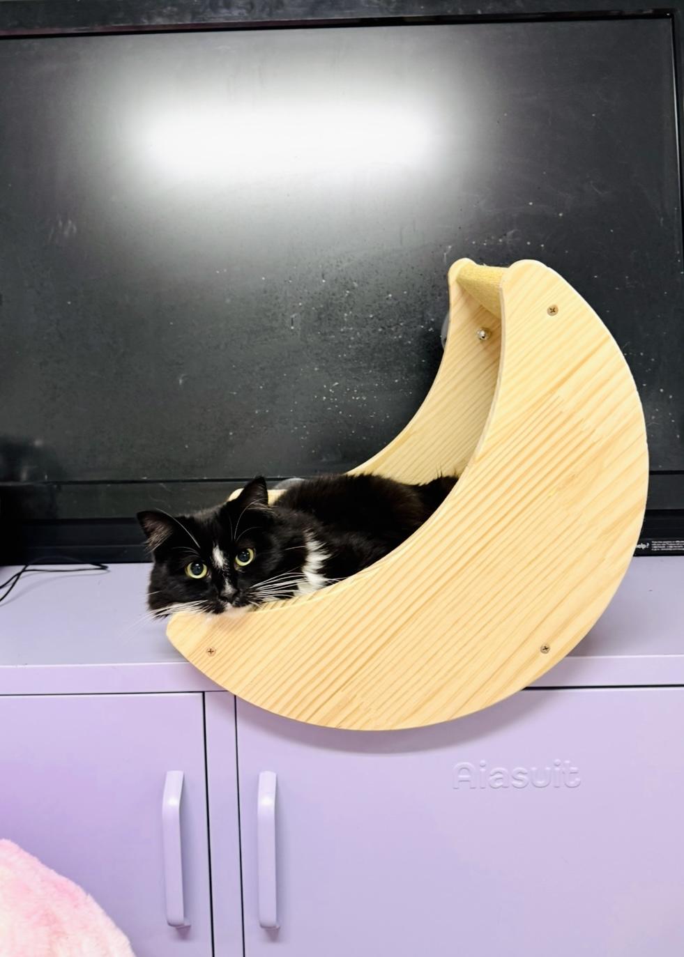 Harper, a Adoptable Domestic Long Hair in Garden Grove, CA image 2/2