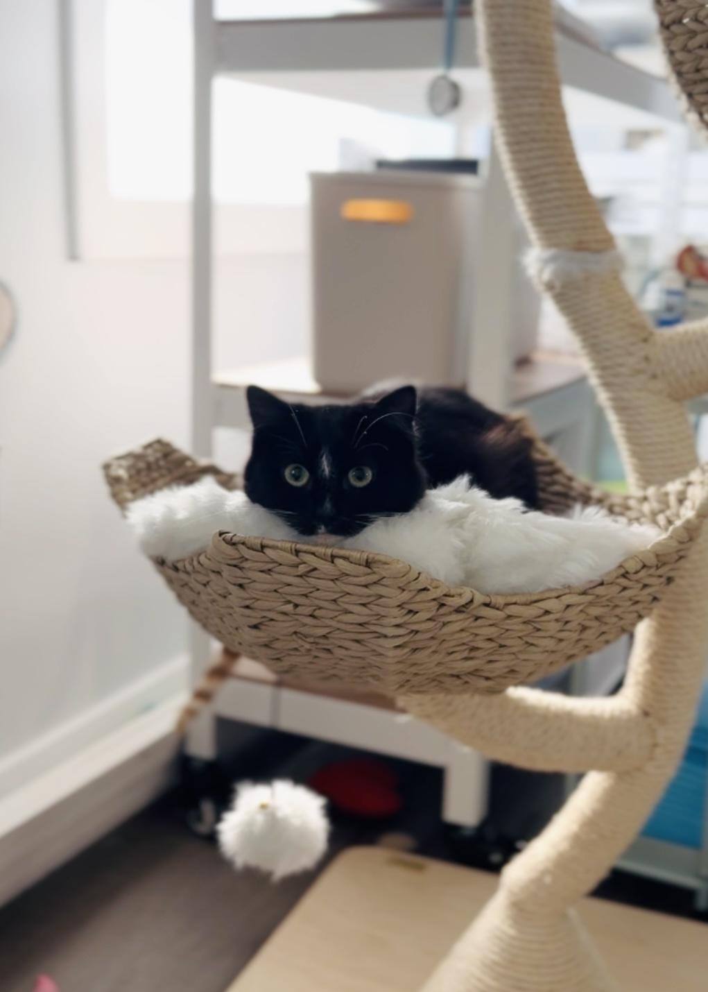 Harper, Adoptable, Adult Female Domestic Long Hair.