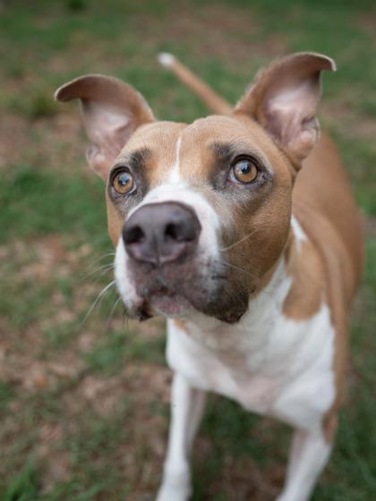 Archibald, Adoptable, Adult Male Mixed Breed & Mixed Breed.