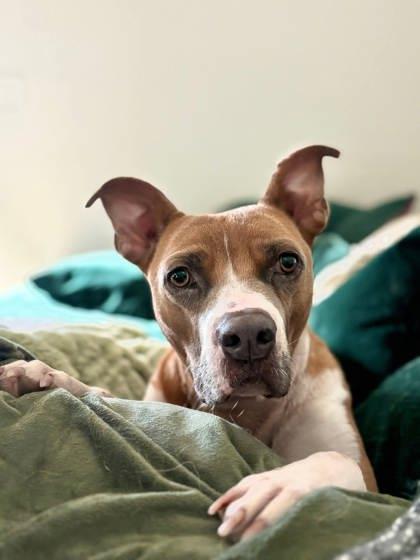Enlarge Archibald, a Adoptable Mixed Breed in Savannah, GA image 1/3