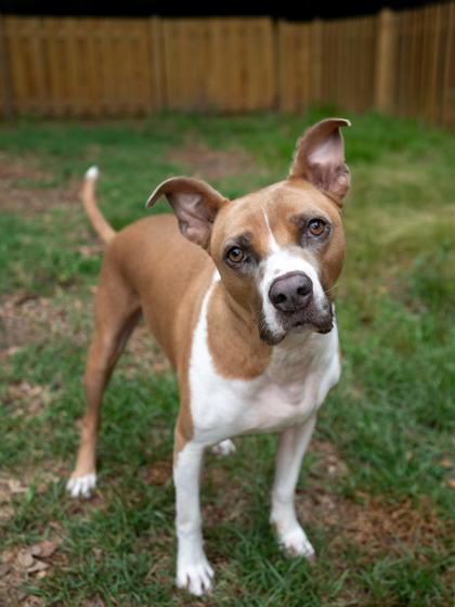 Enlarge Archibald, a Adoptable Mixed Breed in Savannah, GA image 2/3