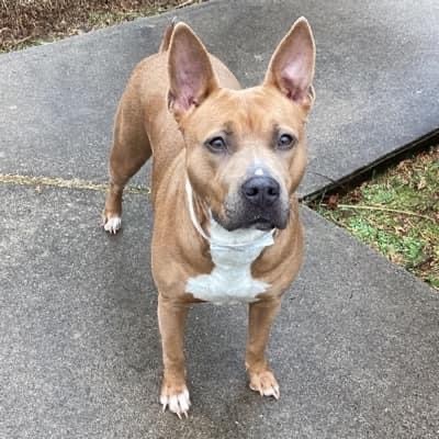 Millie, Adoptable, Adult Female American Staffordshire Terrier & American Bully.