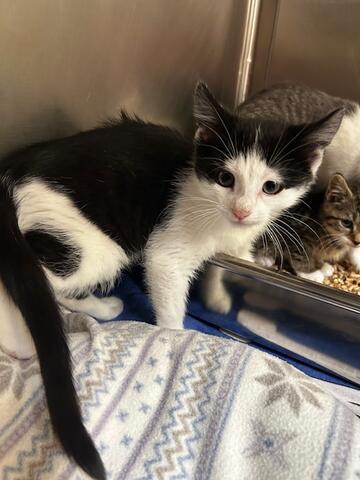 Cavatappi, ADOPTABLE, Kitten Male Domestic Short Hair.