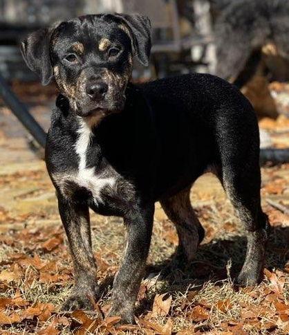 Enlarge Charlie, a Adoptable Pit Bull Terrier in Dallas, TX image 1/3