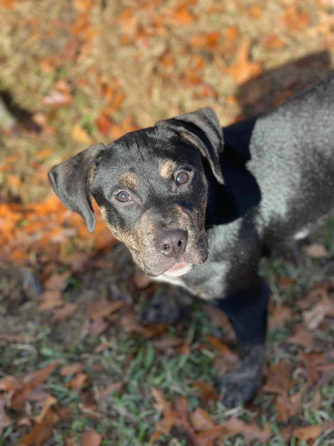 Enlarge Charlie, a Adoptable Pit Bull Terrier in Dallas, TX image 2/3