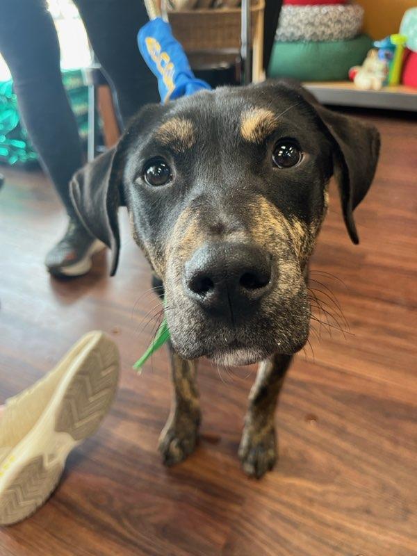 Enlarge Charlie, a Adoptable Pit Bull Terrier in Dallas, TX image 3/3