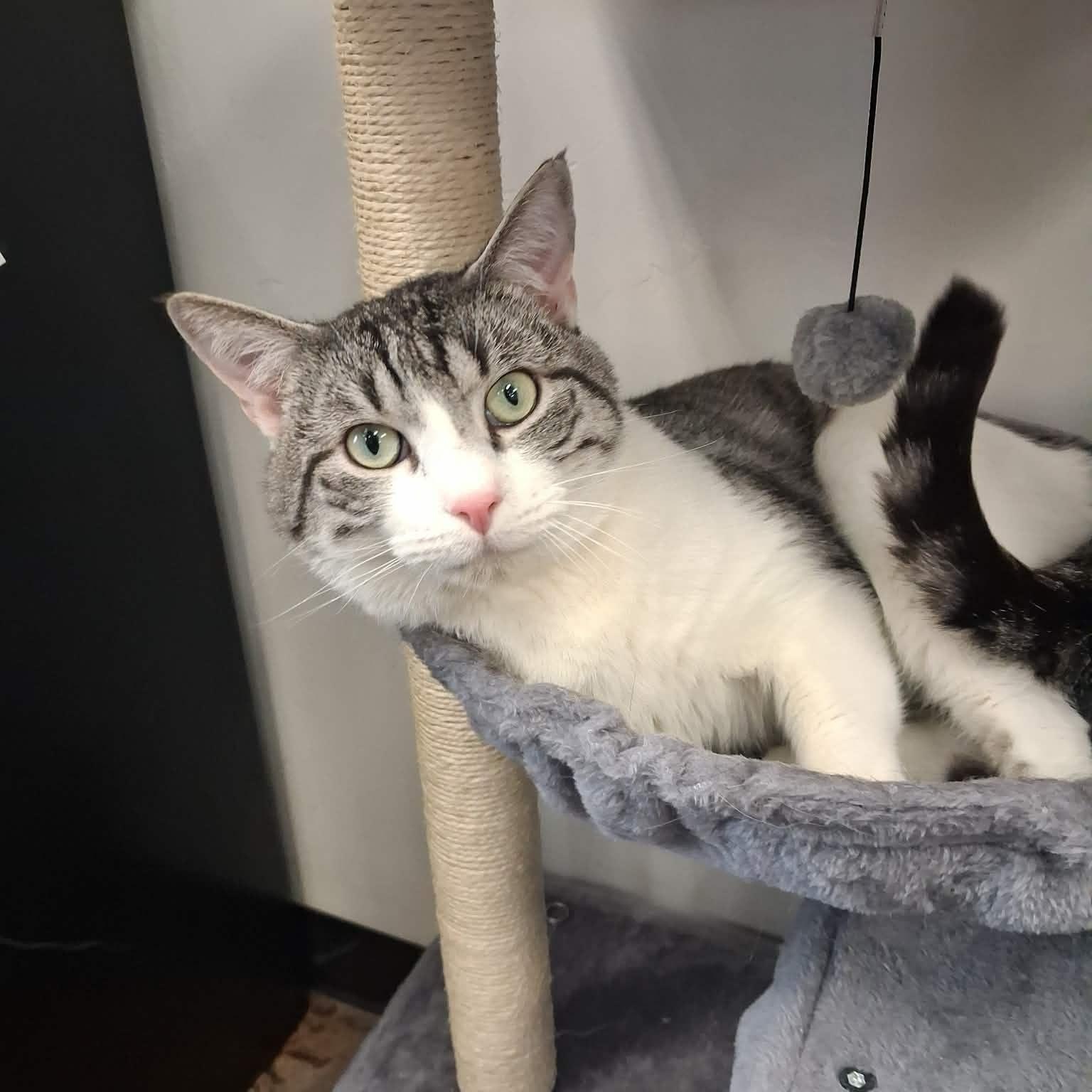 Luckus, a ADOPTABLE Domestic Short Hair in Roosevelt, UT image 1/3