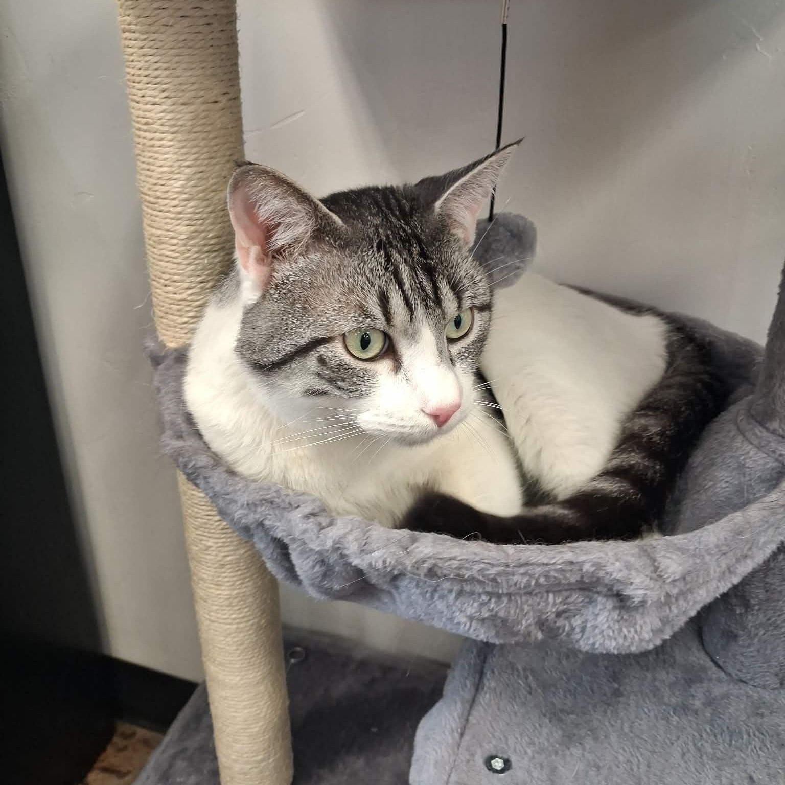 Luckus, a ADOPTABLE Domestic Short Hair in Roosevelt, UT image 3/3