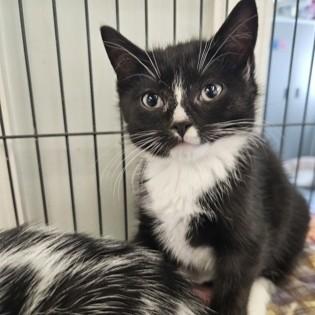 Enlarge Peppa, an adopted Domestic Short Hair in Phoenixville, PA image 1/1