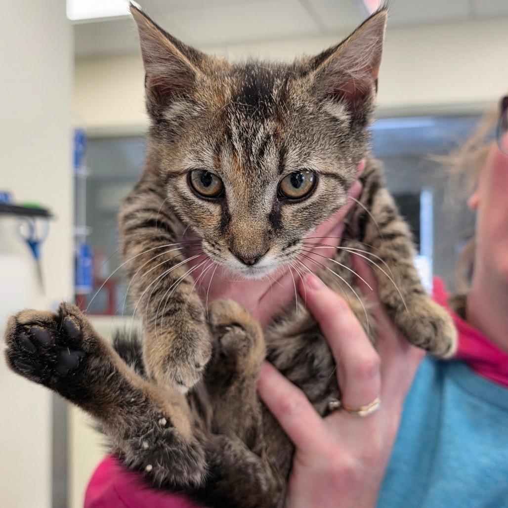 Enlarge Rose, a Adoptable mixed breed in Galax, VA image 1/1