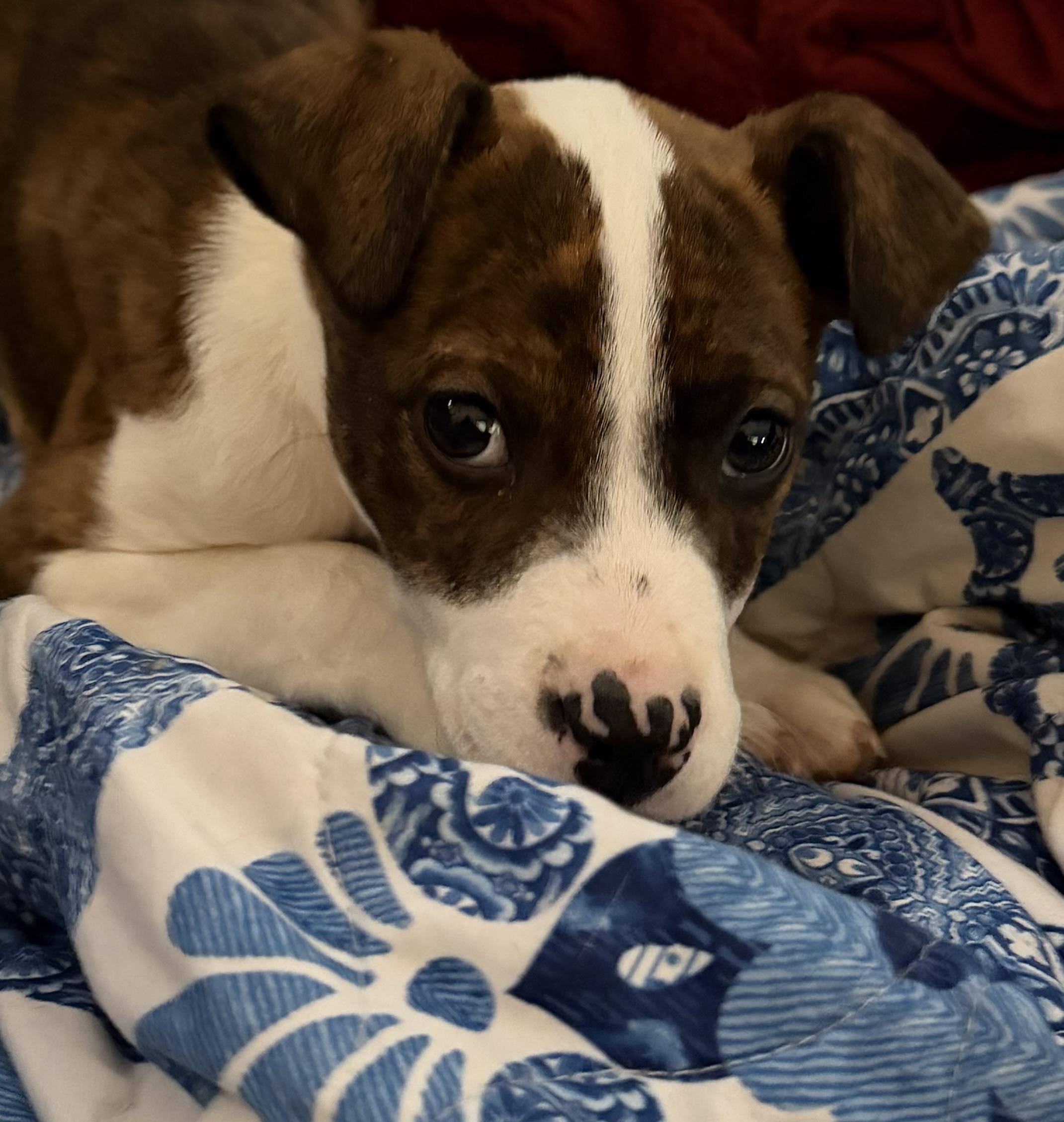 Sky, adopted, Puppy Female Boxer & Shepherd.