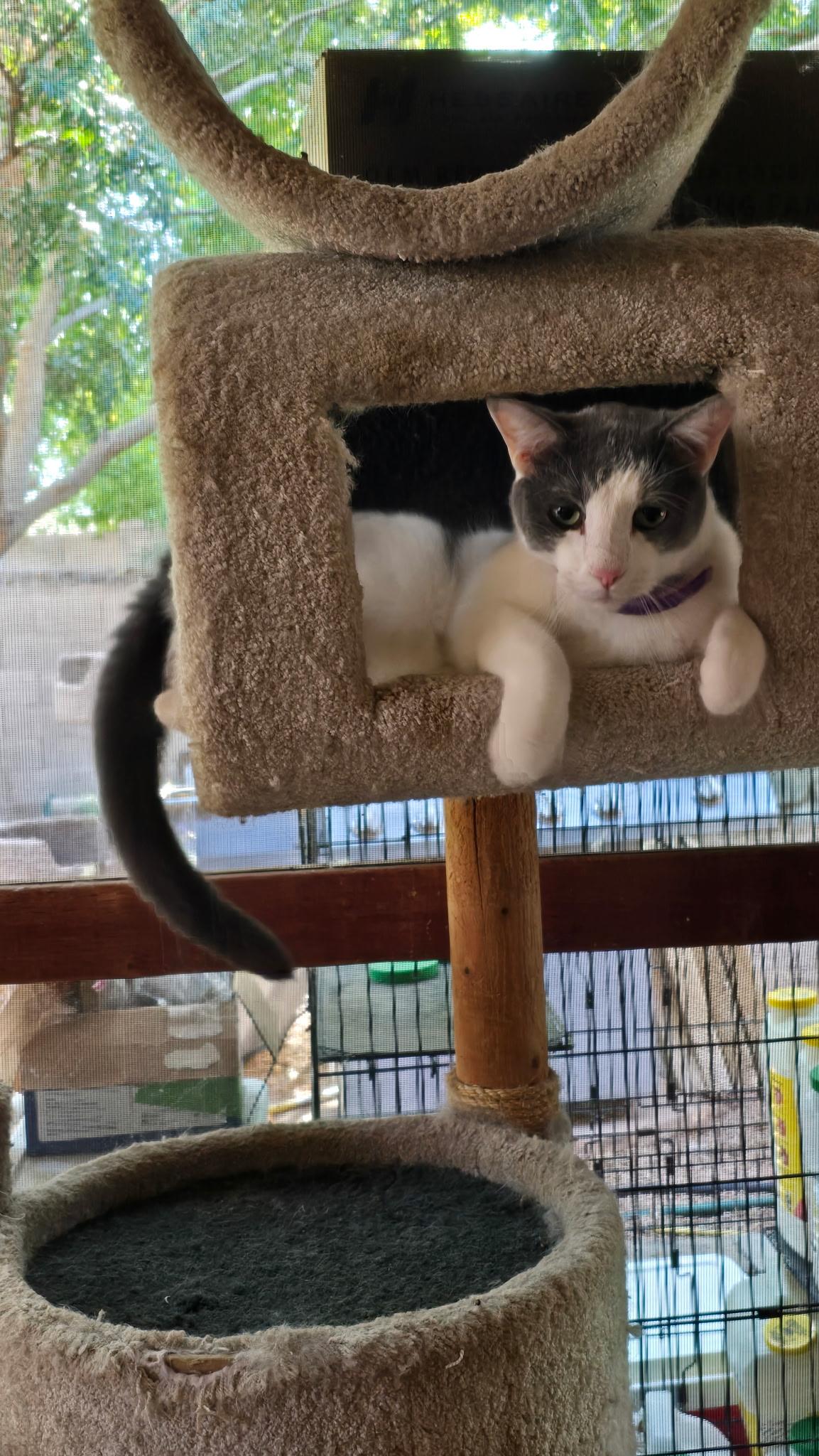 Smurffie, a ADOPTABLE Domestic Short Hair in Chandler, AZ image 5/5