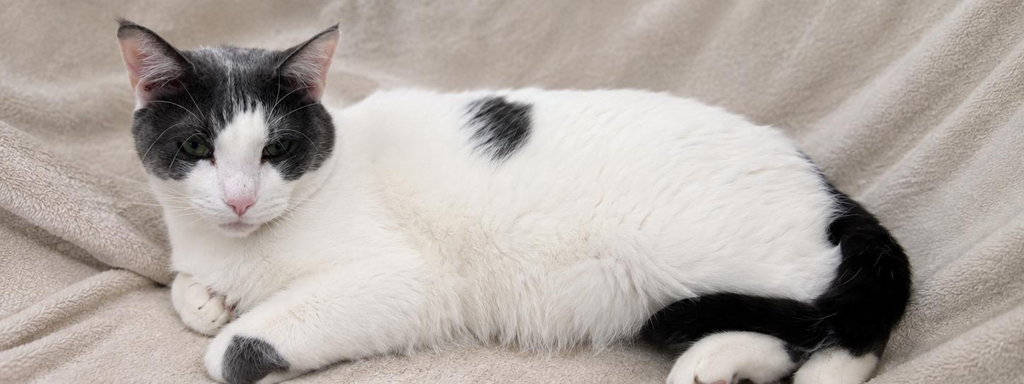 Smurffie, a ADOPTABLE Domestic Short Hair in Chandler, AZ image 3/5
