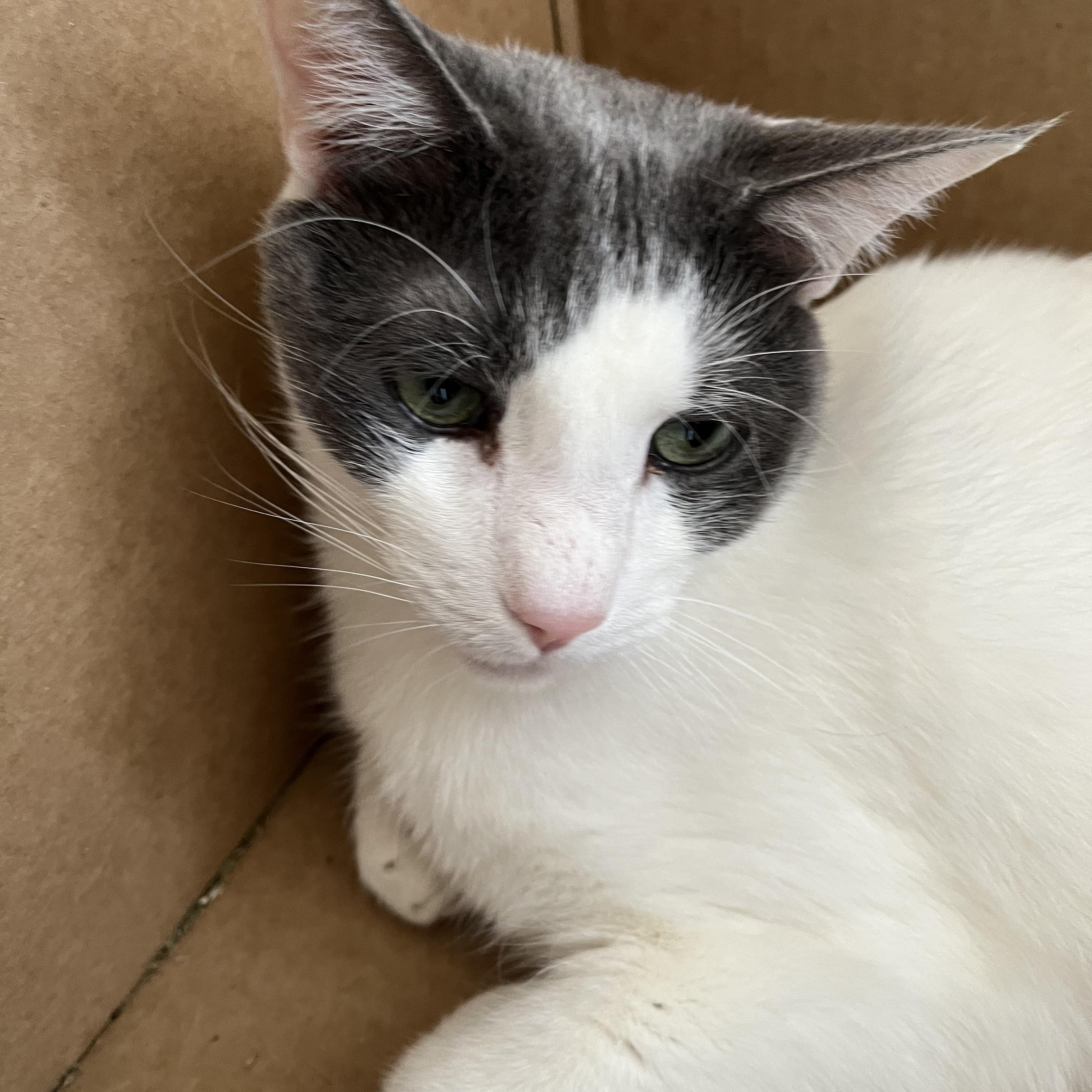 Smurffie, a ADOPTABLE Domestic Short Hair in Chandler, AZ image 2/5