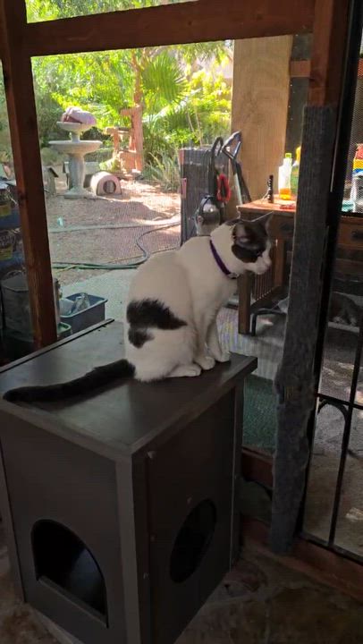 Enlarge Smurffie, a ADOPTABLE Domestic Short Hair in Chandler, AZ video 4/5