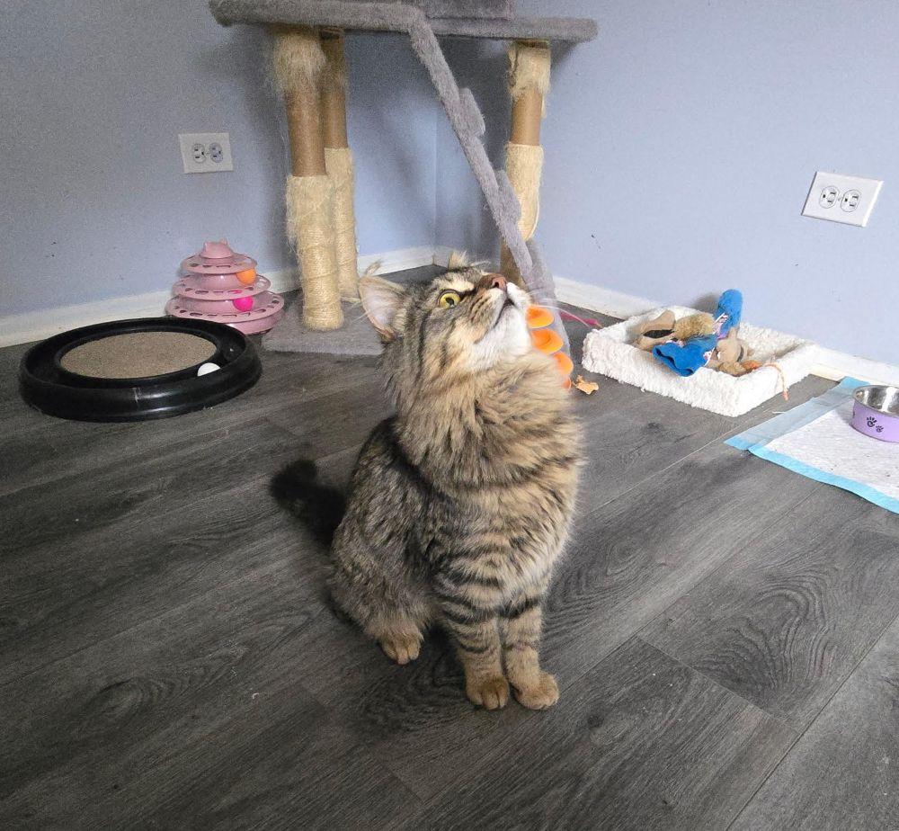 Enlarge Portobello, an adopted Domestic Long Hair in Barrington, IL image 4/5