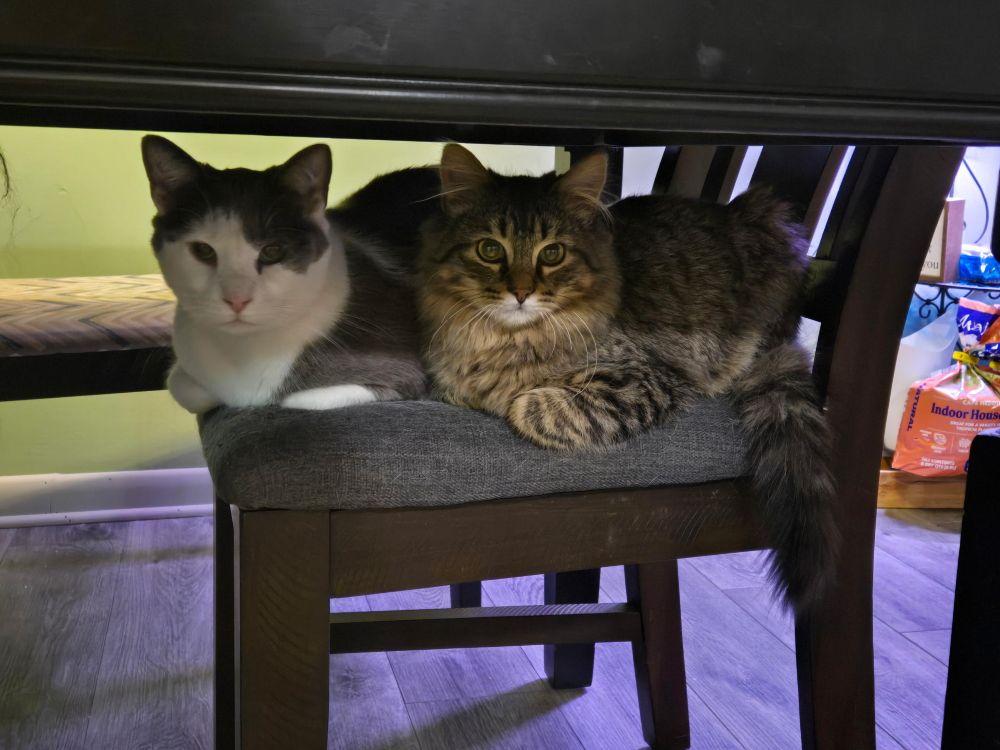 Enlarge Portobello, an adopted Domestic Long Hair in Barrington, IL image 2/5