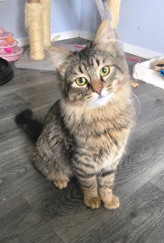Enlarge Portobello, an adopted Domestic Long Hair in Barrington, IL image 5/5
